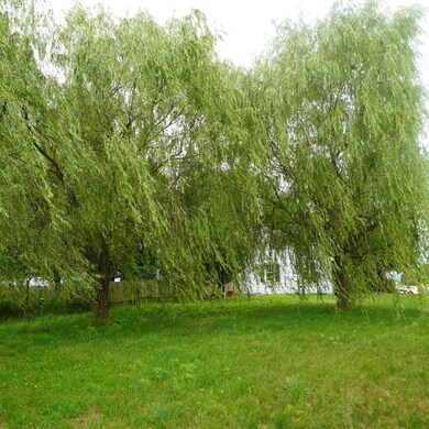 willows