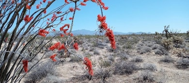 Ocotillo cacti dot the parcel w/ color in the spri