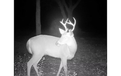 0 County Line & Prine unit 129261, Lee, FL 32059 - photo 2