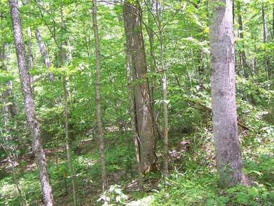 Large Trees