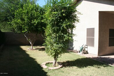 Backyard 3
