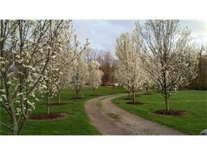 Beautiful flowering pear trees grace the winding d