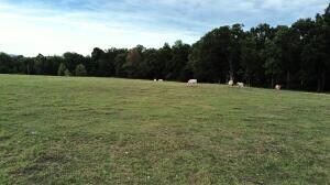 Fork Creek 6