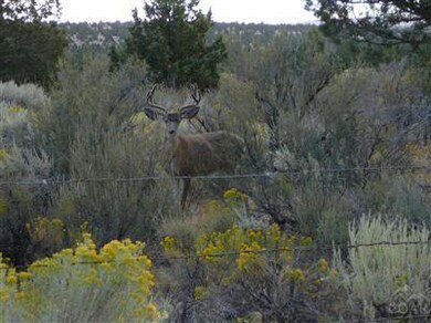 Deer