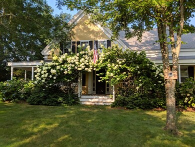 Limelight Hydrangeas