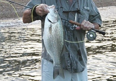 Lot 266 Elm Tree Dr, Varna, IL 61375 - photo 7