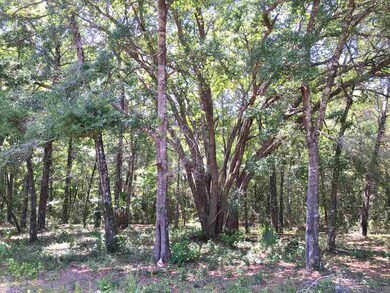 XX Wakulla Beach Rd, Crawfordville, FL 32327 - photo 7