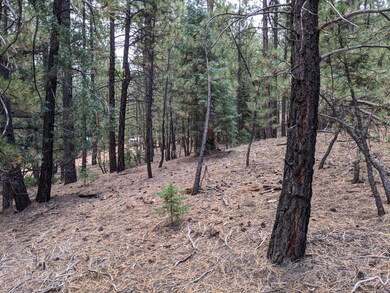 National Forest borders the lot