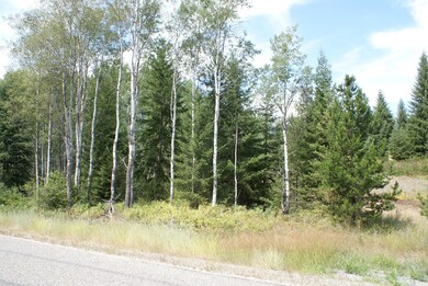 Aspen Trees