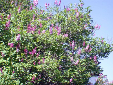 One of the Two 15 Foot Lilac Bushes