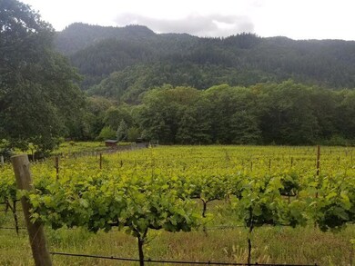 Vinyard 1