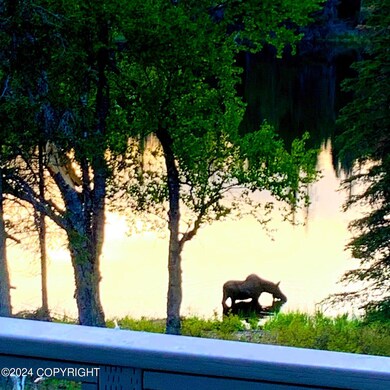 Wildlife Wonderland