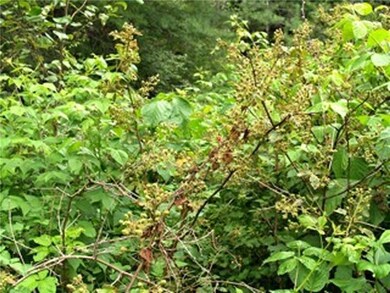 Yard/Garden.