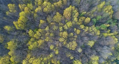 Beautiful variety of evergreens and deciduous tree