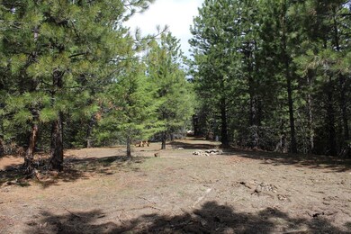 Surrounded By Trees