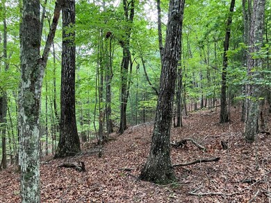 Lot 41 Floris Mountain Rd, Murphy, NC 28906 - photo 5