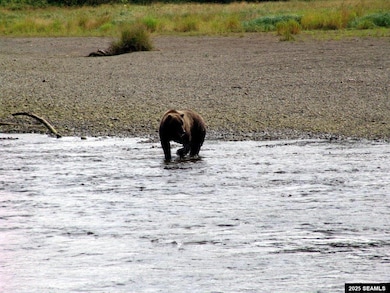 The bear know how good the salmon are...GRIZZLY ALERT!