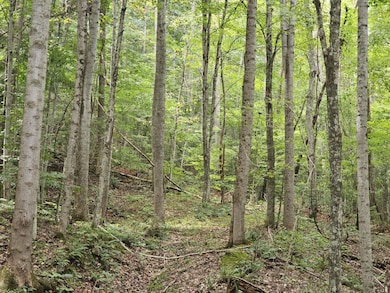 0 Possum Hollow Rd unit 11204653, Oakvale, WV 24740 - photo 3