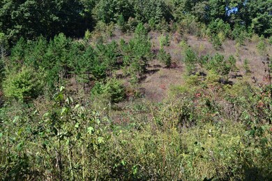 70 Maulden Branch Rd, Elias, KY 40486 - photo 2