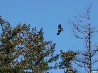 398 Daisey King Rd, Sequim, WA 98382 - photo 4