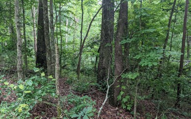 0 Lot 37 Timberwalk Dr unit 307814, Ellijay, GA 30540 - photo 6