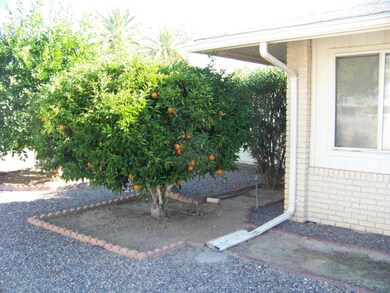 Backyard Citrus Tree