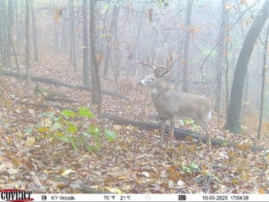 0 Todd Deer Lick Rd, Sharon Grove, KY 42256 - photo 6