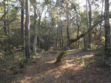 xx Roland Harvey Rd, Crawfordville, FL 32327 - photo 2