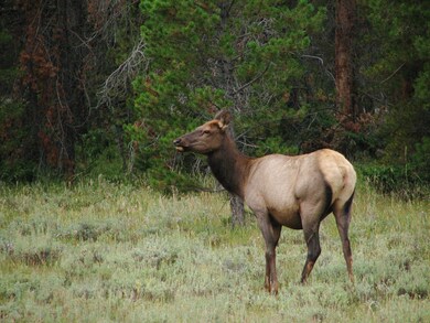 Elk in SFTR meadow-2