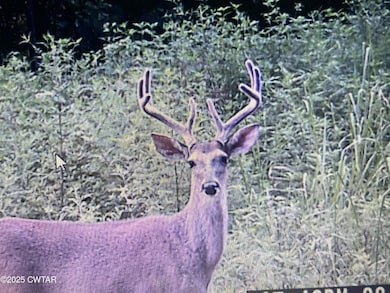 4260 Highfield Rd, Cedar Grove, TN 38321 - photo 3