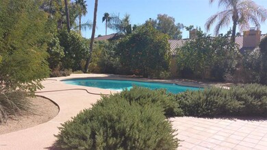 Swimming pool and citrus trees