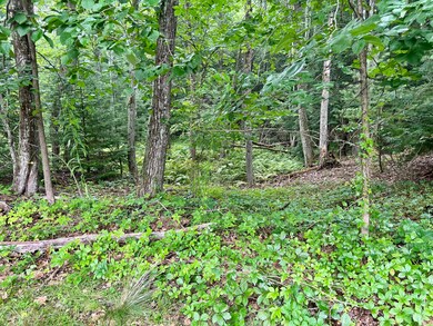 Wooded Backyard