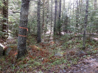 Far front corner on main camp road