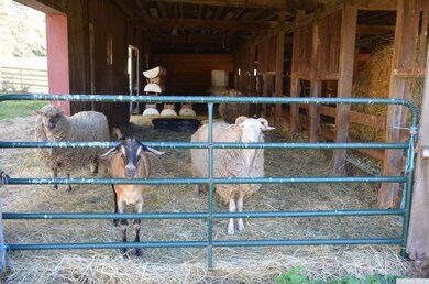 0 County Route 13 unit 116568, Chatham, NY 12136 - photo 5