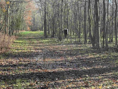 Automatic feeders on all food, plot, and blinds