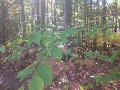 64 Pine River Path, Effingham, NH 03882 - photo 2