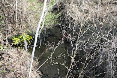 Seasonal Stream