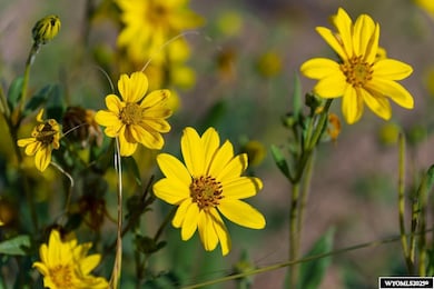 Lot 340 Carribean Rd, Cheyenne, WY 82009 - photo 5