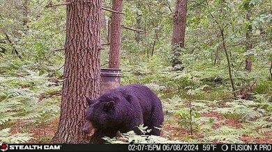 Bear Cam