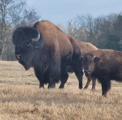 12403 Fm 1975 unit Parcel D, Gilmer, TX 75644 - photo 7