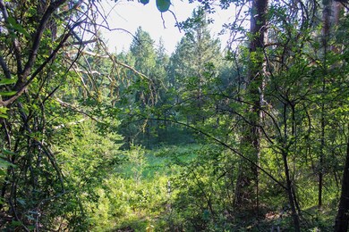 Meadow Below