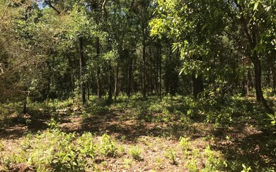 TBD Tbd 282nd Terrace, Branford, FL 32008 - photo 3