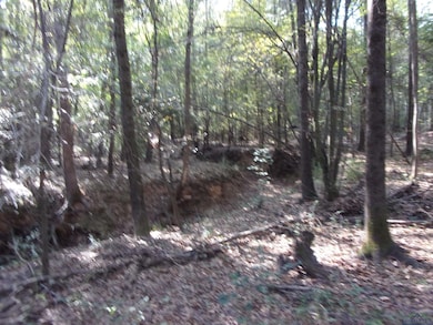 View of local wilderness