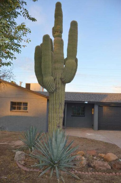 Saguaro