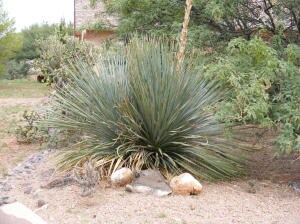 Beautiful Arizona landscaping