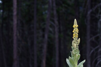 185 Rosewood Ln unit Lot 14, Whitefish, MT 59937 - photo 4