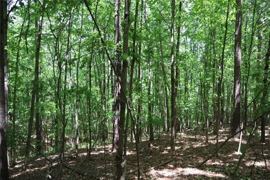 View of local wilderness