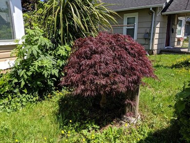 JapaneseMaple