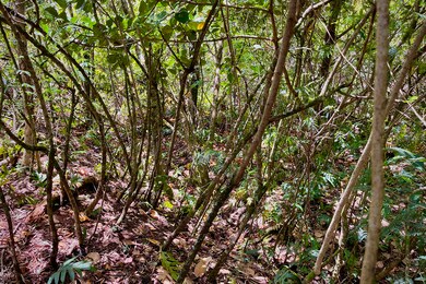 12-4786 Kaimu-Chain of Craters Rd, Pahoa, HI 96778 - photo 6