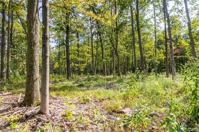 View of tree filled area